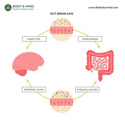 The gut-brain axis is a cycle. A healthy lifestyle supports a healthy gut microbiome, which in turn supports a healthy central nervous system. Conversely, factors like a poor diet can disrupt this cycle, leading to issues like depression and anxiety.