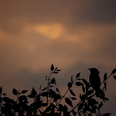 "Bad Hair Day!" A silhouette of a Brahminy Starling against a dramatic, cloudy sunset. I love the character and mood this style of photography creates.