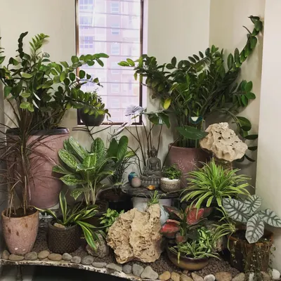 A complete view of a lift lobby makeover designed to be an evergreen tropical corner. I used a custom tray with pebbles, large and small planters, and a mix of plants that thrive in low light to completely change the feel of the space.