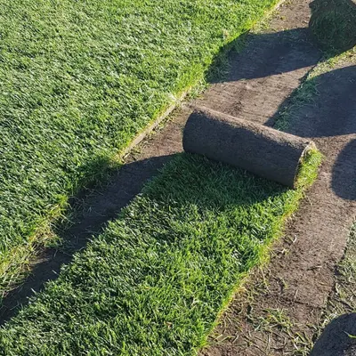 This is a roll of fresh carpet grass, ready for installation. Using sod like this allows me to create a mature, dense lawn almost instantly, without the long wait of seeding.
