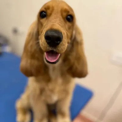 Zoey the Cocker Spaniel looking bright-eyed after her grooming. Her coat has been trimmed to keep it neat while maintaining its beautiful, feathery look.