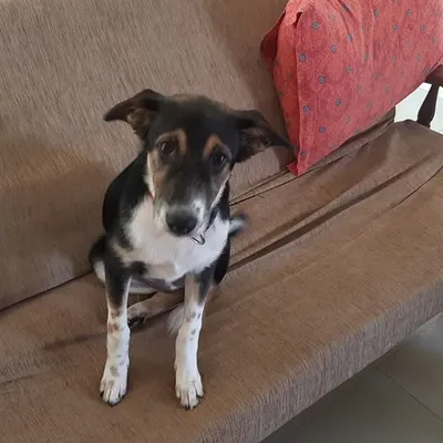Meet Kaali, a sweet 4-month-old rescued Indie pup who is looking for her forever home. She's a friendly and gentle soul who gets along wonderfully with people and other dogs.
