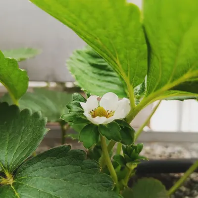 The promise of sweetness. A delicate strawberry flower is the first sign that the season is beginning.