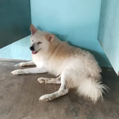 This 5-year-old male Pomeranian was found in a miserable state after being attacked by other dogs. He has been treated and is now ready for a life of safety and love.