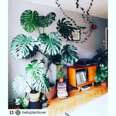 This is a fantastic example of how a single Monstera Deliciosa can become the star of a room. Its iconic split leaves create a stunning natural tapestry on the wall.