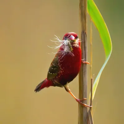 A male Red Avadavat, also known as Red Munia, clinging to a reed with nesting material. Its brilliant red plumage is a stunning sight in the grasslands.