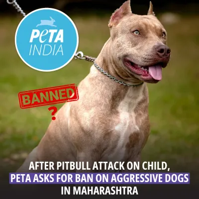 A discussion on PETA India's request to the Maharashtra government to ban certain dog breeds after an unfortunate incident. This raises the important debate of breed vs. owner responsibility.