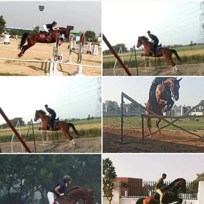 This collage captures the dynamic action and variety of challenges in our show jumping training, from basic cross-rails to more complex obstacles.