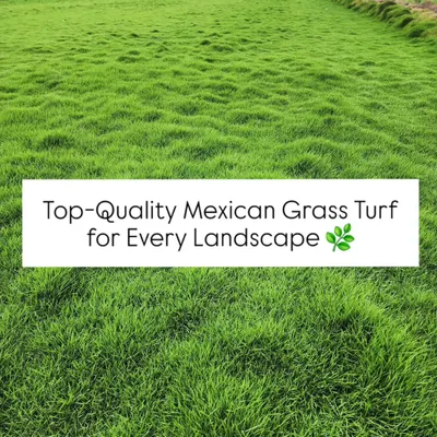 Our top-quality Mexican Grass Turf is known for its lush texture and vibrant green color, making it an ideal choice for any premium landscape.