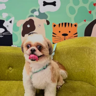 Skylar the Shih Tzu is all smiles and showing off that happy tongue after a fresh haircut. We love seeing our clients leave with this much joy.