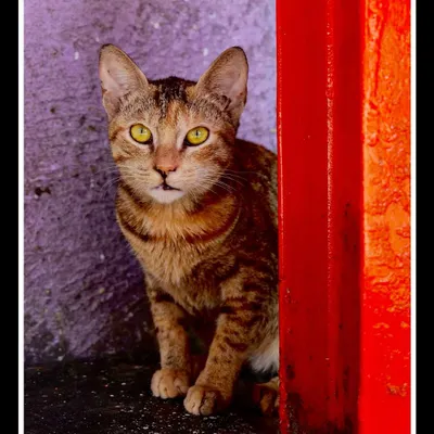 A striking portrait of a tabby cat peeking from behind a bright red pillar in Mumbai. This shot combines street photography with animal portraiture, using bold colors to frame the cat's intense gaze.