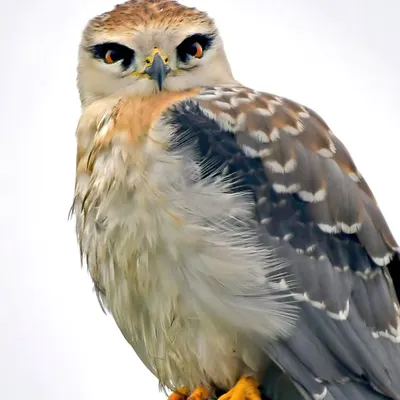 An incredibly close portrait of a juvenile Black-winged Kite. Its intense orange eyes and developing plumage tell the story of a young raptor learning the ways of its world. Moments like these are a lesson in proximity and trust.