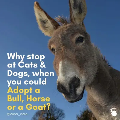 Why stop at adopting cats and dogs? You can make a huge difference by passively adopting a bull, horse, or donkey, giving them a chance at a life of peace.