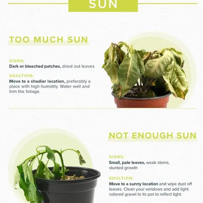 Is your plant getting the right amount of sun? This simple visual guide helps you identify the signs of too much or not enough sunlight and provides clear solutions to help your plant recover and thrive.