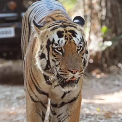 This is a raw, unedited photo of the magnificent Shambhu Tiger from Tadoba. Seeing a tiger this close, with its powerful muscles and intense focus as it walks the jungle path, is a moment of pure awe.