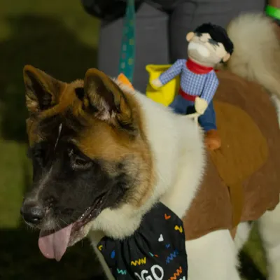 The creativity at my Halloween parties is always amazing. This Akita came dressed as a horse with its own little cowboy rider, a perfect example of the fun costumes we see.