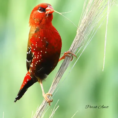 The Red Avadavat, also called the Red Munia or Strawberry Finch, is a tiny bird with a huge personality. The male's breeding plumage is a spectacular sight, like a jewel in the grasslands.
