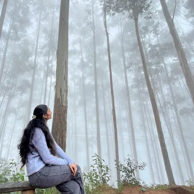 A trekker sitting peacefully in the iconic misty pine forest of Kodaikanal. It's like a scene from a movie.