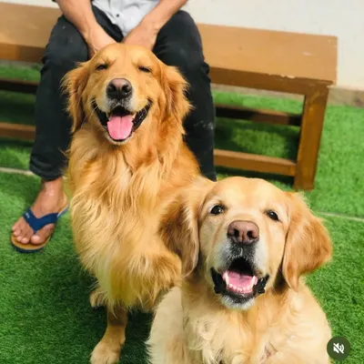 Two Golden Retrievers, double the smiles, double the happiness.