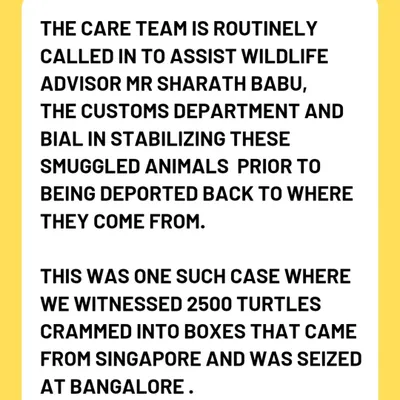 This text post details a case where we assisted the Customs Department in stabilizing 2500 turtles that were seized in Bangalore after being smuggled from Singapore. This is the shocking scale of the illegal wildlife trade.
