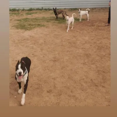 This is our sand playground, one of two play areas at the facility. Here, dogs of different breeds and temperaments learn to socialize and coexist peacefully under my supervision. A well-socialized dog is a confident and balanced dog.