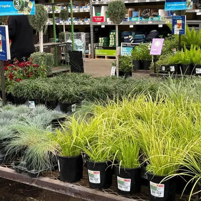 A selection of healthy ornamental grasses and shrubs at a nursery, waiting to be chosen for a new garden design.