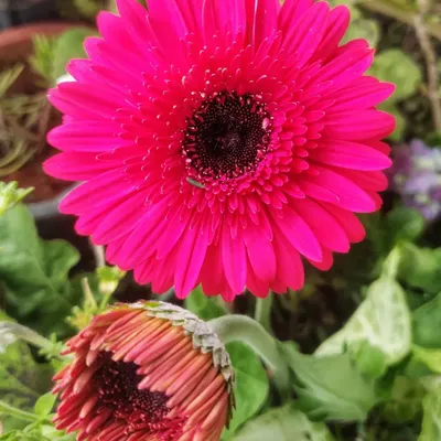 It's Gerbera season, and the garden is bursting with color. This vibrant pink gerbera is just opening up, a cheerful sight that has been thriving in my garden for over two years.