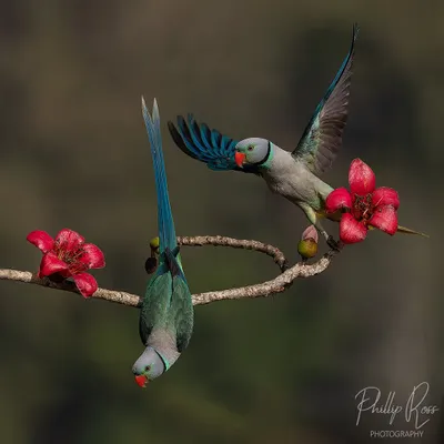 Two Malabar parakeets interact on a branch of a blooming Malabar silk cotton tree. Capturing this dynamic interaction with the vibrant red flowers was a highlight of this parakeet photo tour.