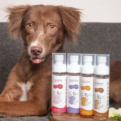 A perfect close-up of Simi with the Furrfresh pet perfume line. I ensure your branding is clear and the product is the hero, all while capturing the pet's adorable personality.
