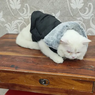 Simba the Persian cat is looking cozy and stylish in this black winter jacket with a faux fur hood from our seasonal apparel collection. We have sweaters and raincoats to keep your pet comfortable in any weather.