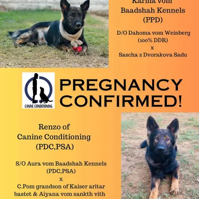 Announcing a confirmed pregnancy between our foundation female, Karma, and our stud, Renzo. Both dogs have proven working titles and contribute to our defense forces, ensuring this litter will have exceptional work ethic, drive, and stable temperaments.
