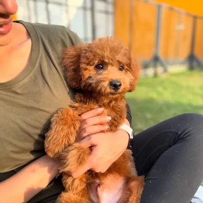 Cuddles with Theo, a 5-month-old poodle who aced our Puppy Pre-School Program. Early training makes all the difference.
