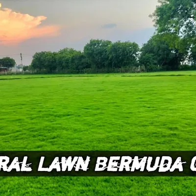 This is my Natural Lawn Bermuda Grass, known for its durability and beautiful deep green color. It's perfect for sunny lawns and high-traffic areas.