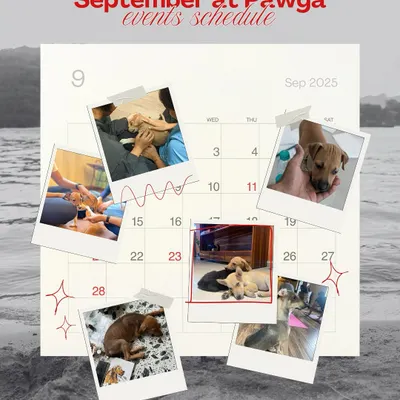 Here is our September events schedule. We're hosting puppy yoga and art with puppies across seven cities to raise funds for shelters.