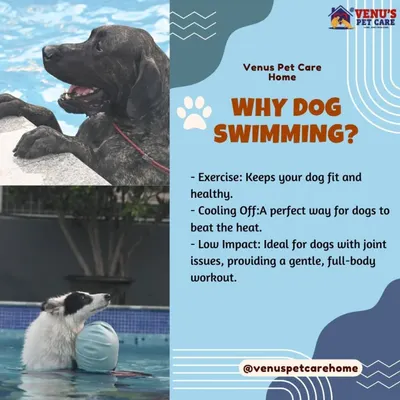 Wondering why dog swimming is so good for your pet? It provides excellent exercise, is a perfect way to cool off, and offers a gentle, full body workout that's ideal for dogs with joint issues.