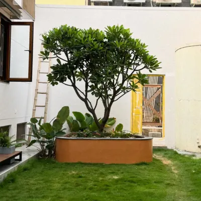 This residential garden has flourished beautifully in the months since we first landscaped it. Through regular maintenance, the lawn has become lush and the central tree has grown into a magnificent centerpiece.