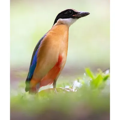 A portrait of a Blue Winged Pitta in a community garden in Singapore. The soft, diffused light and green foreground create a beautiful, painterly effect, highlighting the bird's colorful plumage.