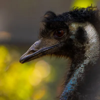 This side profile of an emu captures a different mood. The soft, natural light highlights the unique texture of its neck and the curious look in its eye. It shows how a simple change in angle can tell a completely different story about the animal's personality.