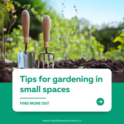 This graphic introduces the idea of gardening in small spaces, a core part of my service. I believe everyone deserves a garden, and I have plenty of creative ideas to make it happen, no matter the size of your home.