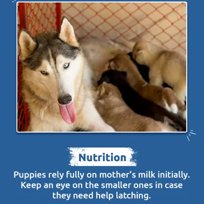 For newborn puppies, nutrition starts with mother's milk. It's crucial to ensure they are latching properly and getting the nourishment they need to grow strong.