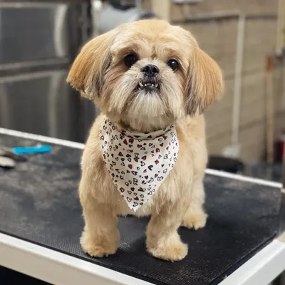 This Lhasa Apso is showing off a neat and tidy haircut, with a cute underbite smile to match.
