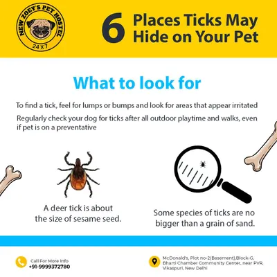 Your pet's safety is my top priority, and that care extends beyond the walk itself. I believe in being proactive, which is why I created this guide to help pet parents know what to look for. After every walk, I perform a thorough tick check on each dog as part of my standard safety protocol.