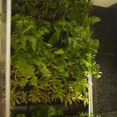 A close-up of a living wall masterpiece, where a dense arrangement of ferns and variegated plants creates a rich tapestry of texture and color, bringing the wall to life.