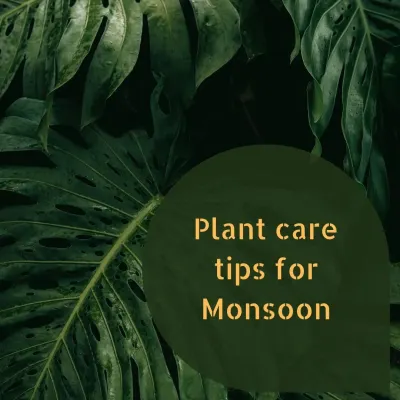 The monsoon season requires special attention for your plants. Here are my collected tips to help your indoor and outdoor garden navigate the rainy weather and stay healthy.