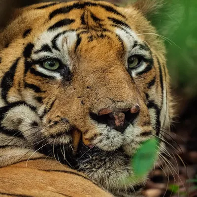 The scars on Chota Matka's face tell a thousand stories of battles fought and territories won. This close-up portrait from Tadoba Andhari Tiger Reserve was my attempt to capture the soul of a true survivor and king.