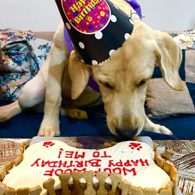 Here is a happy Labrador celebrating a half-birthday with a classic bone-shaped cake. I can personalize the message to make any occasion feel special.
