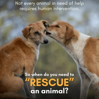 When do you need to "rescue" an animal? Not every animal needs human intervention. It is important to know the difference between an animal in distress and one that is thriving in its community.