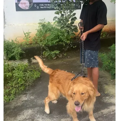 Time for a walk! This Golden Retriever is excited to head out for his daily dose of exercise and fresh air.