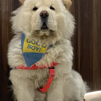 Meet Nonu the Chow Chow, looking like a fluffy cloud after his grooming session. We gave him a gentle blow-dry and brush-out to make his thick coat perfect, and he’s rocking his "Good Boy" bandana.
