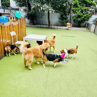 Socialization is so important for a happy dog. Here, guests at a birthday party, including Beagles and a Golden Retriever, are getting to know each other in our secure play area.